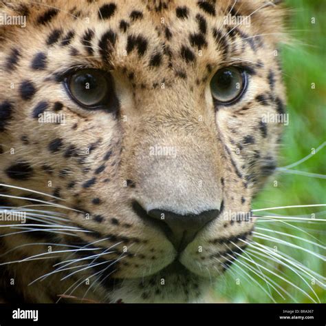 Male Amur Leopard Headshot Stock Photo Alamy