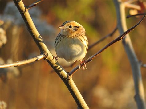 Maryland Biodiversity Project LeConte S Sparrow Ammospiza Leconteii