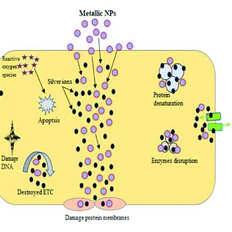 Different Types Of Nanocarriers Nanoparticle Serve As Drug Delivery