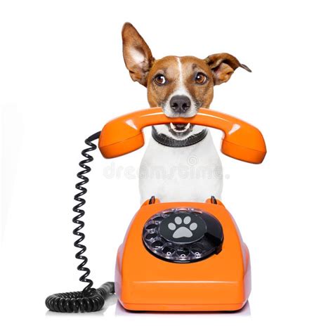 Dog On The Phone Stock Photo Image Of Listen Phone 80079482