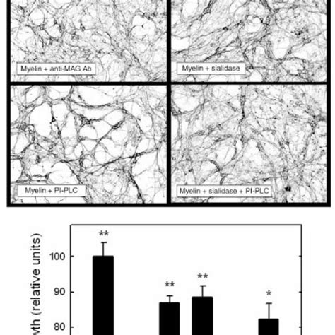 Mag Inhibition Of Axon Outgrowth From Cgns Is Via Sialoglycans