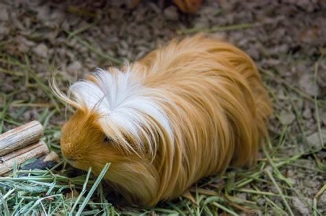 Peruvian Guinea Pig Info Pictures Personality Traits Pangovet