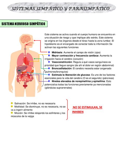 Decano Rodar Comprometido Sistema Nervioso Simpatico Y Parasimpatico En