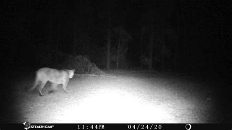 Michigan Dnr Six Confirmed Cougar Sightings In The Upper Peninsula This Year News Sports