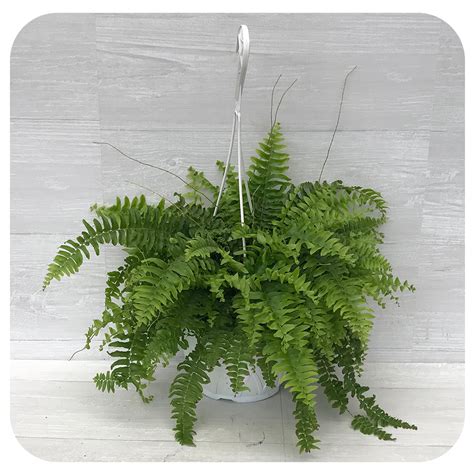 Boston Fern Hanging Basket (Nephrolepis Exaltata Bostoniensis ...