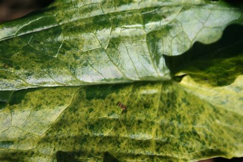 Arum Italicum Ssp Neglectum Geo F Winterspoon Flickr