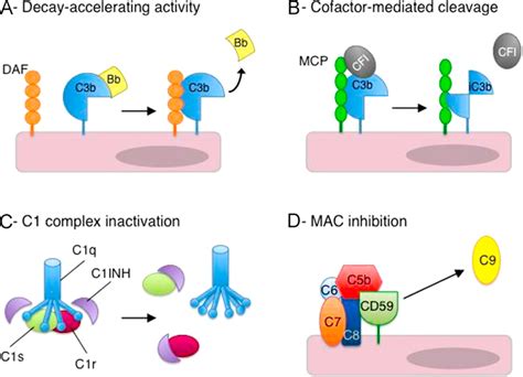 Mechanisms Of Complement Regulation A Daf Or Cfh Cr Destabilizes