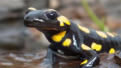 Le Parc Naturel Transfrontalier Du Hainaut Au Chevet Des Salamandres