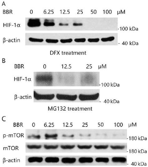 Berberine Inhibits Hif 1α Protein Synthesis By Suppression Of The Mtor