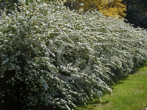 Spiraea Cantoniensis Flore Pleno May Bush Information And Photos