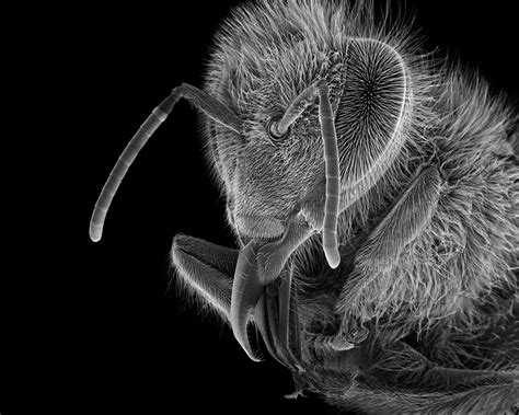 The Bee, Magnified: Microscopic Photography by Rose-Lynn Fisher | TIME