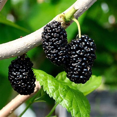 Shangri La Mulberry Tree - Stark Bro’s