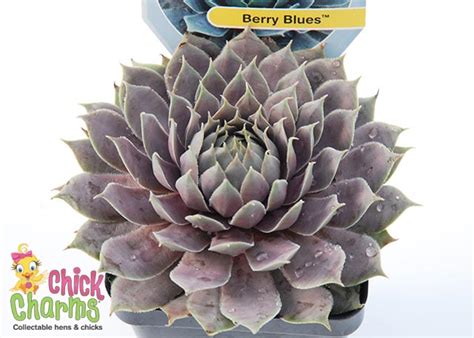 Chick Charms Collectable Hens Chicks Chick Charms Berry Blues