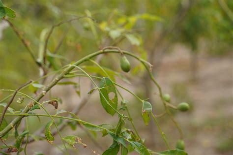 June Plum Tree Nature - Free photo on Pixabay - Pixabay