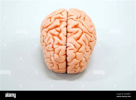 Modelo de anatomía del cerebro humano Fotografía de stock Alamy