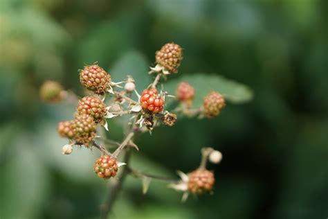 Bildet tre natur gren blomstre anlegg bringebær bær søt blad