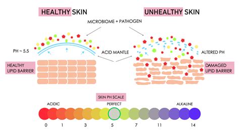 Damaged Skin Barrier How To Repair It And Keep It Healthy