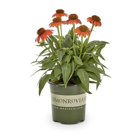 Monrovia 1 Gallon In Pot Coneflower Sombrero L25158 At