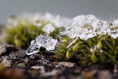 Free Images Tree Nature Grass Branch Blossom Snow Cold Winter