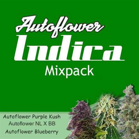 The Best Way To Germinate Autoflower Seeds Dagga Seeds