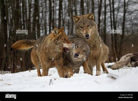 Wolves playing in the snow in Belarus Stock Photo - Alamy