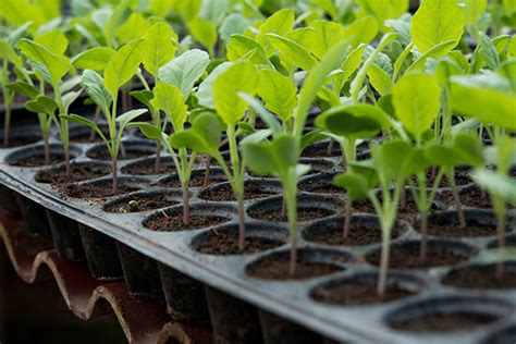 Manual de Jardinería 10 errores comunes que tenés que evitar al