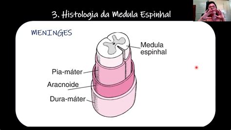 Semestre 3a Aula 04 Histologia Do Sistema Nervoso Part2 Youtube Porn