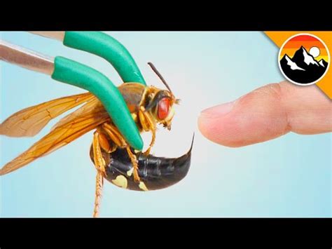 10 Facts about Cicada Killer Wasps | Cicada Mania