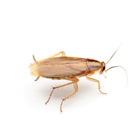 German Cockroach - Russell IPM