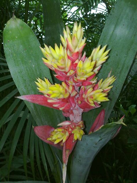 Exotic Tropical Rainforest Gardens