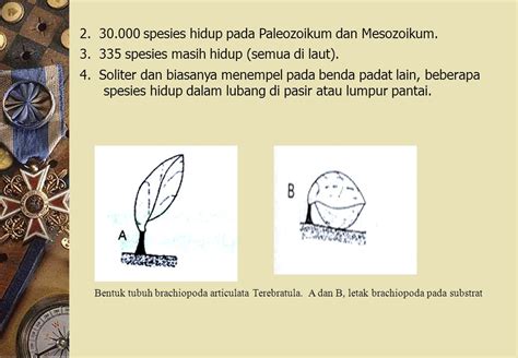 Brachiopoda Menjelaskan Morfologi Anatomi Reproduksi Daur Hidup Dan