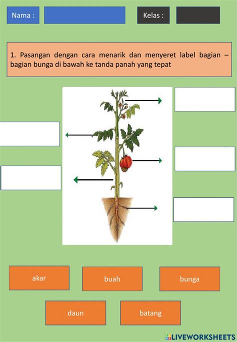 Lkpd Struktur Dan Fungsi Tanaman Worksheet Live Worksheets