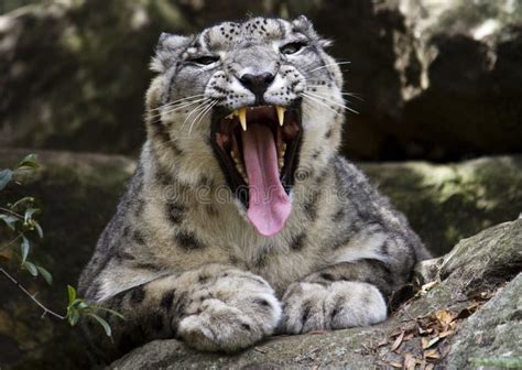 Growling Snow Leopard Portrait Stock Image - Image of baring, beautiful ...