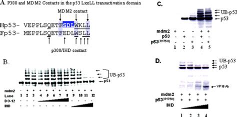 The N Terminal Interferon Binding Domain Ibid Homology Domain Of P