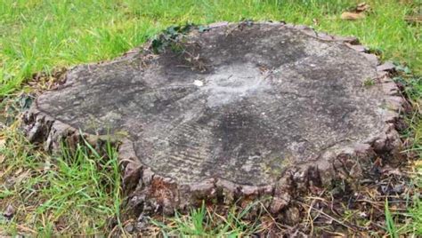 Comment se débarrasser d une souche d arbre Promesse de Fleurs