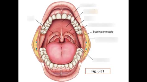 Items In The Oral Cavity Labeling Diagram Quizlet