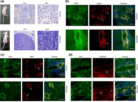 Lineage Tracking Of Ovarian CSCs In Vivo A Representative Images Of