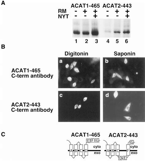 Orientation Of ACAT1 465 And ACAT2443 In The ER Membrane A ACAT1 465