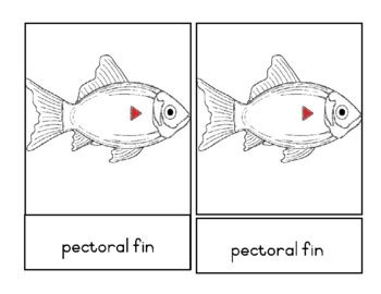 Fish Nomenclature Montessori 3 Part Cards By Leanne S Montessori Magic