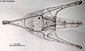 Marine planktonic larvae.