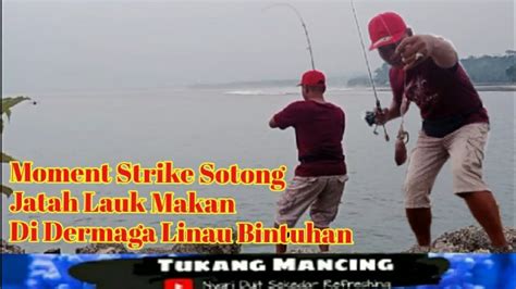 Moment Strike Sotong Jatah Lauk Makan Di Dermaga Linau Bintuhan