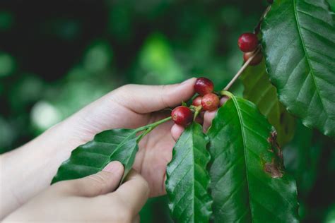 Colheita Do Caf Avan A No Brasil E Atinge Da Rea Agro Estad O