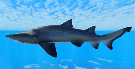 Sand Tiger Shark The Reef Roblox Wiki Fandom