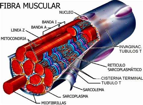 Hipertrofia Miofibrilar Sarcom Rica Y Sarcoplasm Tica