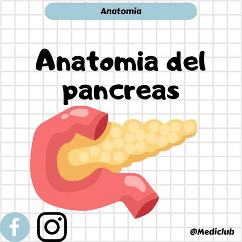 Anatomía del Páncreas MEDICLUB uDocz