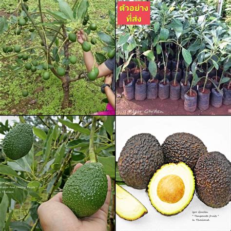 1ต้น ต้น อะโวกาโด้ อะโวคาโด อะโวคาโด้ พันธุ์ แฮส Hass Avocado ต้นอะโวคาโด พิสุทธิ์ Shopee