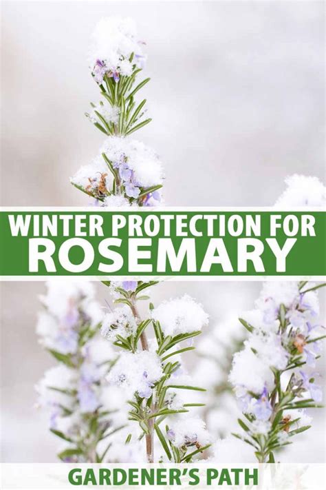 How to Protect Rosemary Plants in the Winter | Gardener’s Path