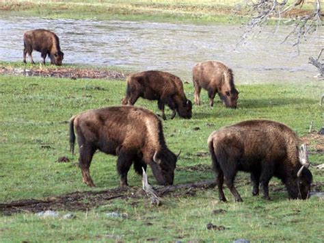 Ecobirder: Yellowstone - Bison