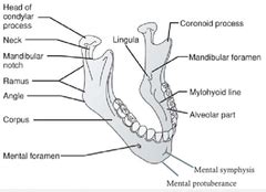 BIO EXAM Kinesiology ELBOW WRIST HAND TMJ HEAD NECK SPINE Quizlet