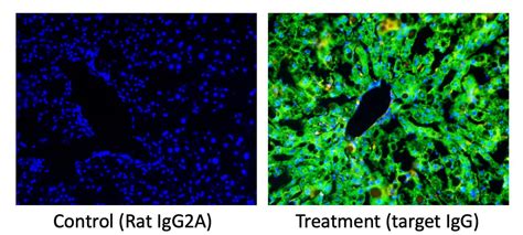 Rat Igg2a Isotype Control Mab006 Randd Systems